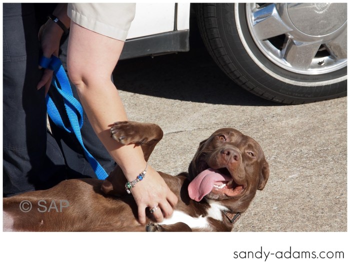 Sandy Adams Photography The Pet Palace League City Animal Shelter-7639