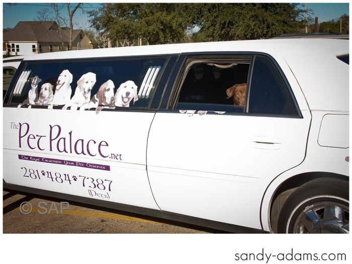 Sandy Adams Photography The Pet Palace League City Animal Shelter-7652