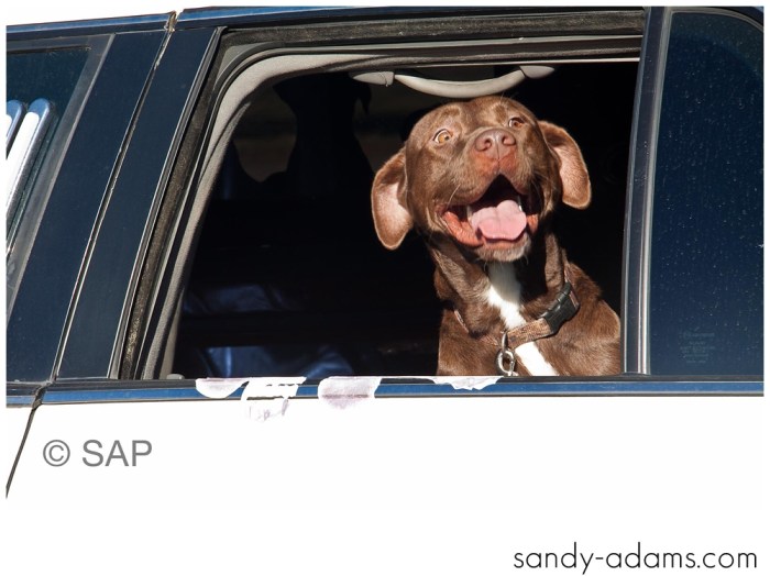 Sandy Adams Photography The Pet Palace League City Animal Shelter-7654