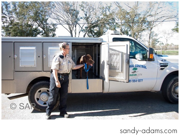 Sandy Adams Photography The Pet Palace League City Animal Shelter-7696