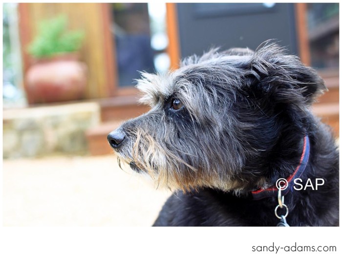 Sandy Adams Photography Houston Smile For A Cure-5500