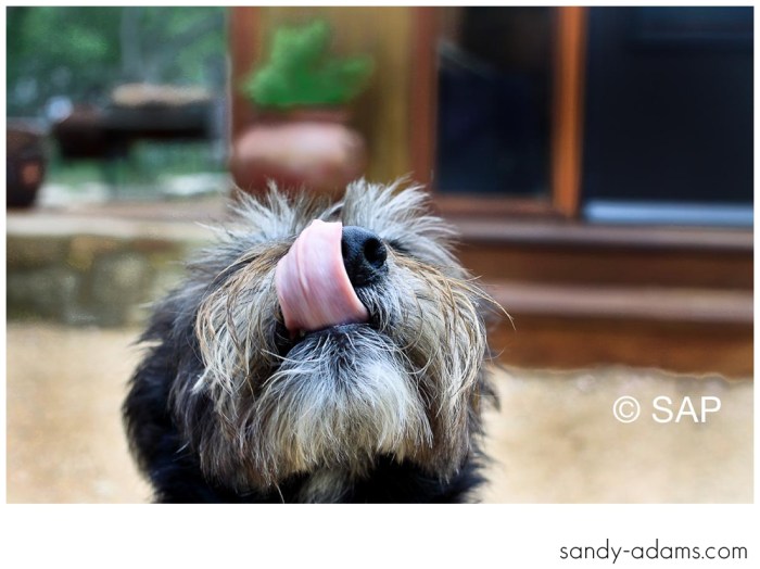 Sandy Adams Photography Houston Smile For A Cure-5503