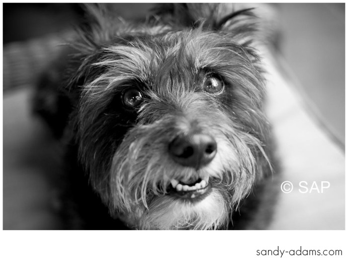 Sandy Adams Photography Houston Smile For A Cure-5558