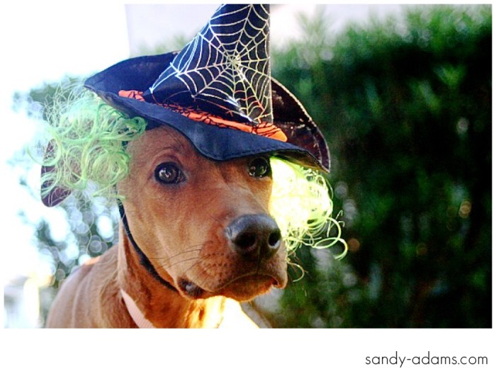 Sandy Adams Photography Halloween Houston Editorial Photographer-4-2