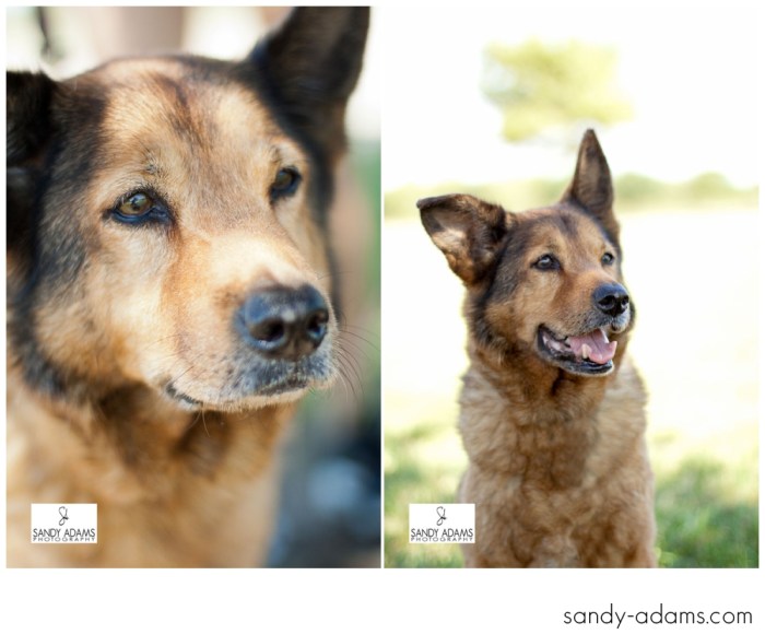 Sandy Adams Photography Smile for A cure Dude Houston Pet Photographer-37
