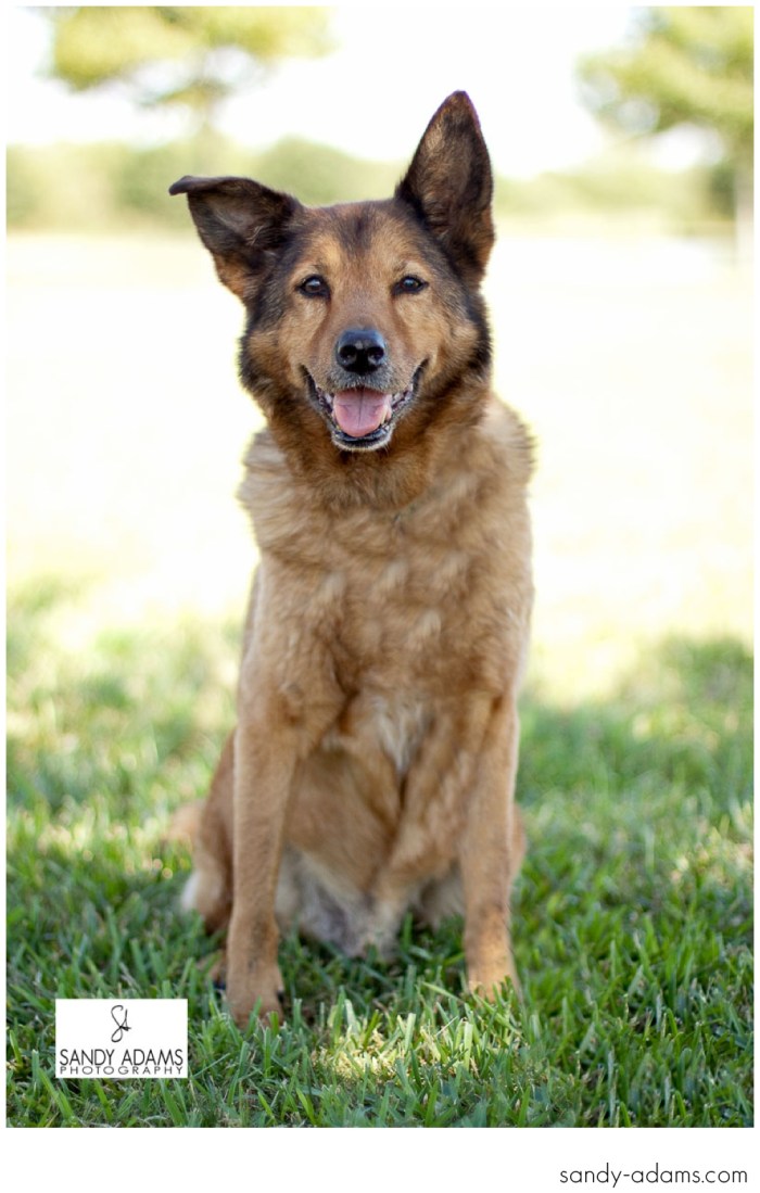 Sandy Adams Photography Smile for A cure Dude Houston Pet Photographer-38