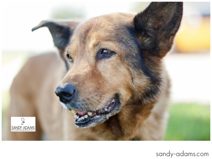 Sandy Adams Photography Smile for A cure Dude Houston Pet Photographer-41
