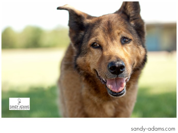 Sandy Adams Photography Smile for A cure Dude Houston Pet Photographer-43