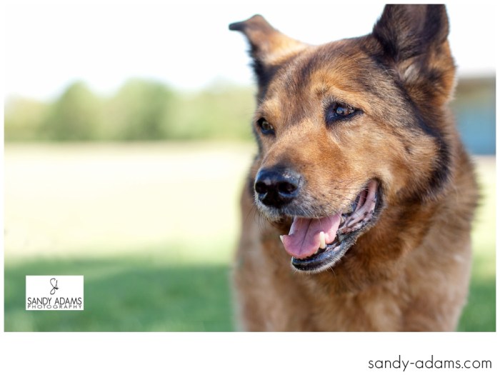 Sandy Adams Photography Smile for A cure Dude Houston Pet Photographer-44