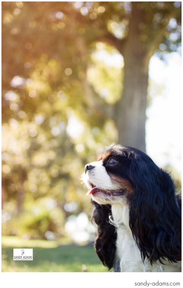 Sandy Adams Photography Smile for a cure Houston pet photographer-1