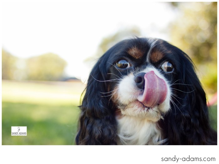 Sandy Adams Photography Smile for a cure Houston pet photographer-9599