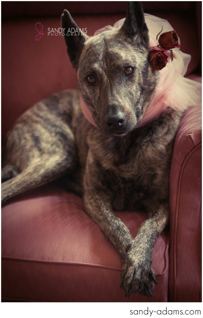 Sandy Adams Photography Houston Pet Portraits League City Pet Photographer-10