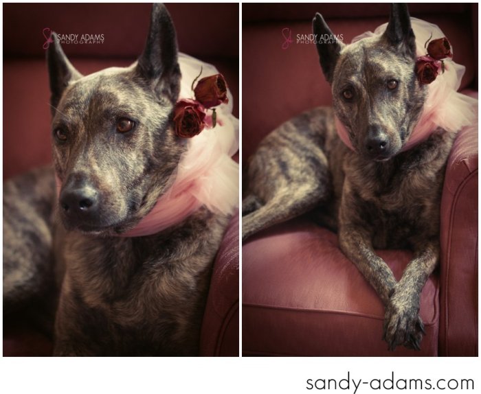 Sandy Adams Photography Houston Pet Portraits League City Pet Photographer-11