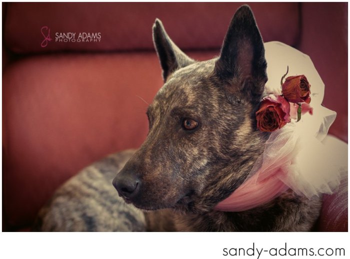 Sandy Adams Photography Houston Pet Portraits League City Pet Photographer-13