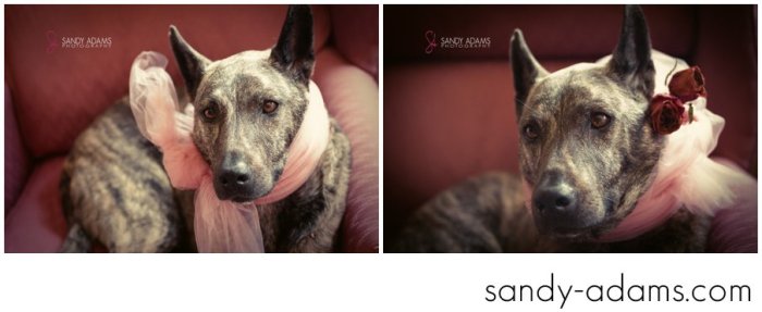 Sandy Adams Photography Houston Pet Portraits League City Pet Photographer-15