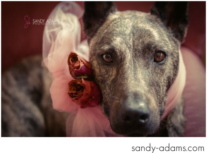 Sandy Adams Photography Houston Pet Portraits League City Pet Photographer-17