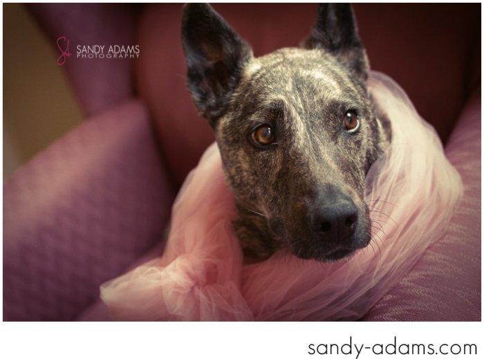 Sandy Adams Photography Houston Pet Portraits League City Pet Photographer-18