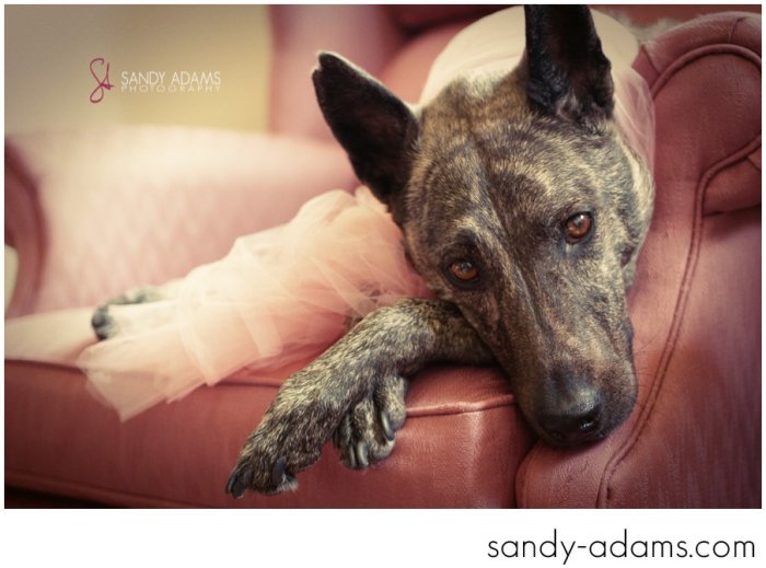 Sandy Adams Photography Houston Pet Portraits League City Pet Photographer-20