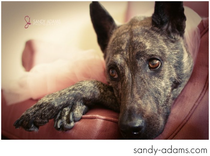 Sandy Adams Photography Houston Pet Portraits League City Pet Photographer-21