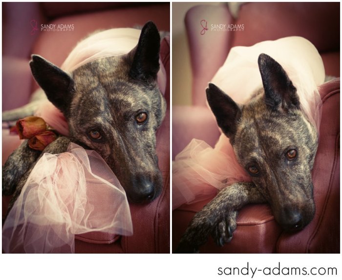 Sandy Adams Photography Houston Pet Portraits League City Pet Photographer-22