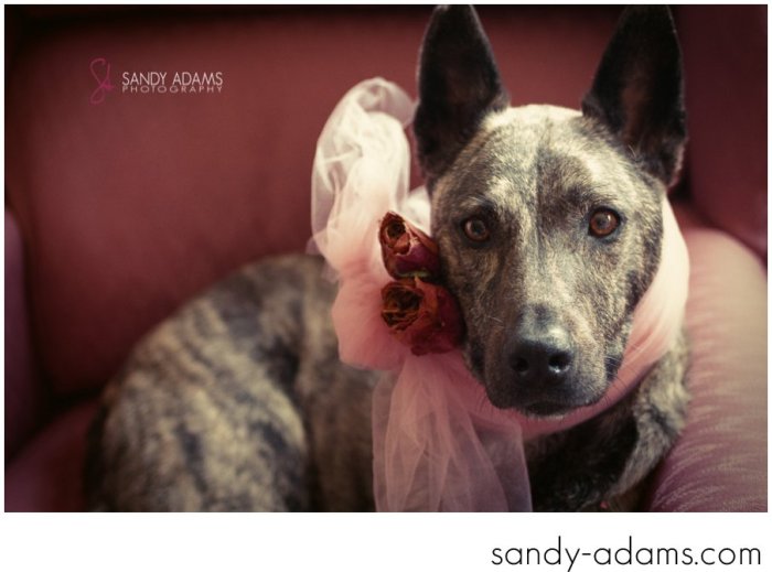Sandy Adams Photography Houston Pet Portraits League City Pet Photographer-8