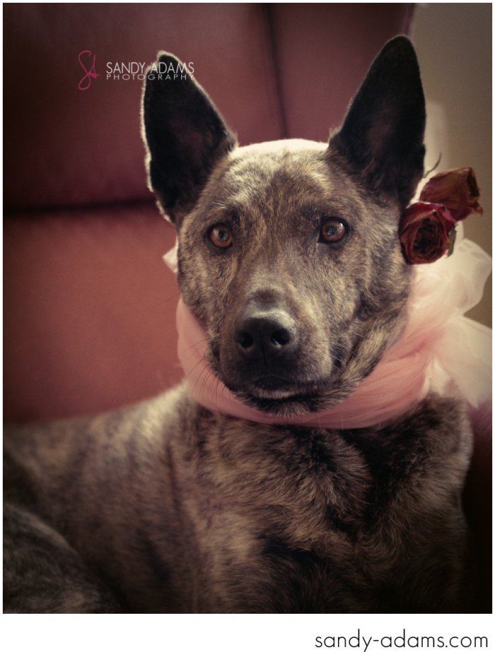 Sandy Adams Photography Houston Pet Portraits League City Pet Photographer-9