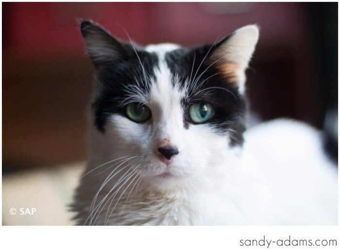 Sandy Adams Photography League City Clear Lake Pet Photographer-2