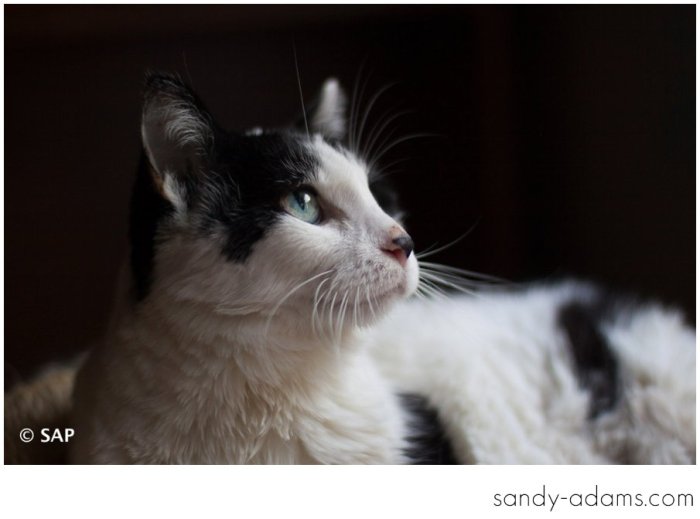 Sandy Adams Photography League City Clear Lake Pet Photographer-5