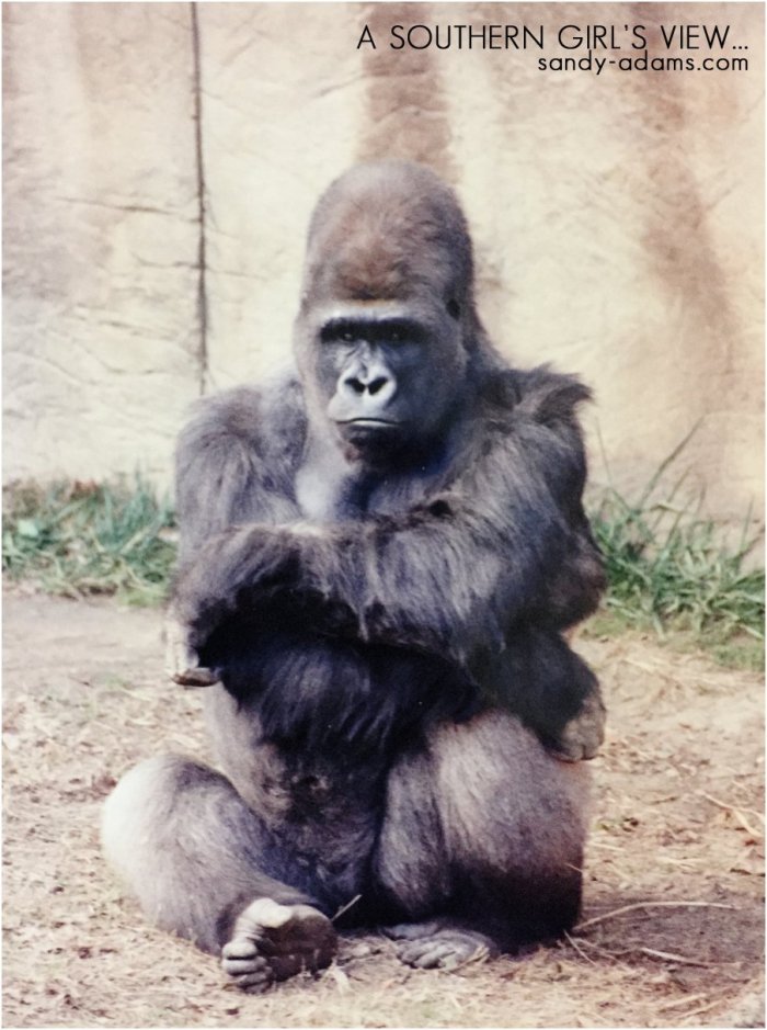 gorilla memphis zoo Sandy Adams Photography League City Friendswood portrait photographer