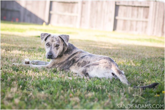 League City Friendswood Portrait Photographer Dog Photographer Sandy Adams Photography-11