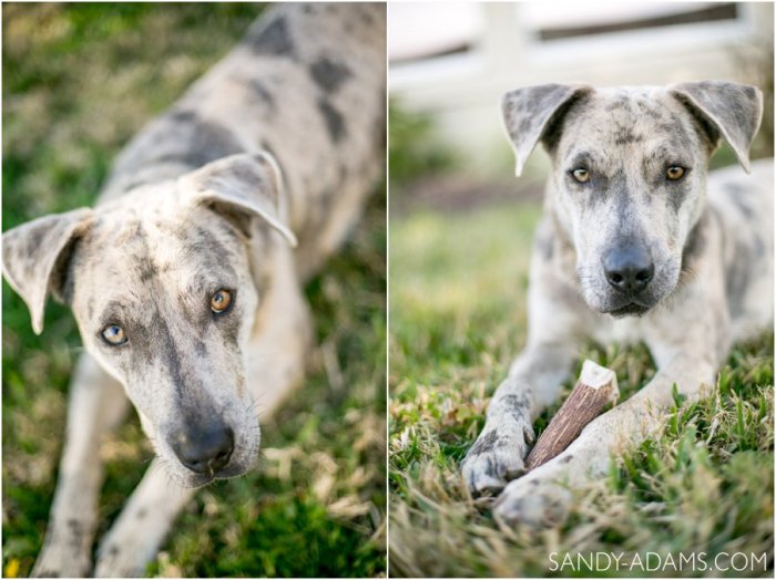 League City Friendswood Portrait Photographer Dog Photographer Sandy Adams Photography-5