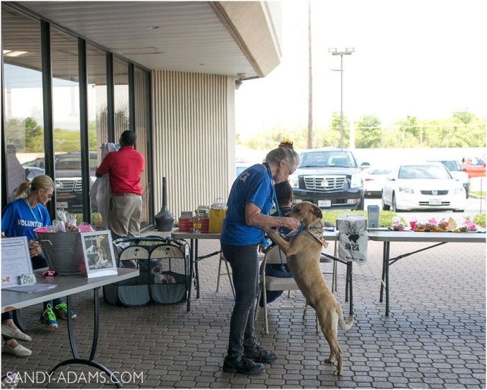 League CIty Friendswood Lexus Clear Lake HSPCA Pet Palace Doody Calls Portrait Sandy Adams Photography-21